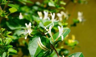 家庭种金银花种植方法（家庭种金银花种植方法与技术）