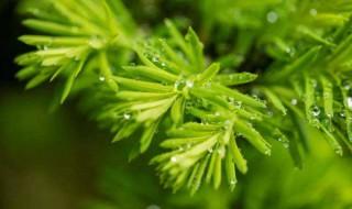 什么地方适合种植茵陈 什么地方适合种植茵陈树