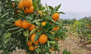 柑橘冬天怎么种植，柑橘冬天怎么种植技术