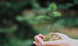 辽宁室外植物有哪些（辽宁室内适合养什么植物）