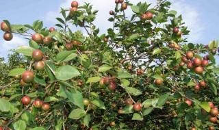 油茶适合什么季节种植 油茶树什么季节种植