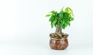 40种植物养护方法，40种植物养护方法与技术