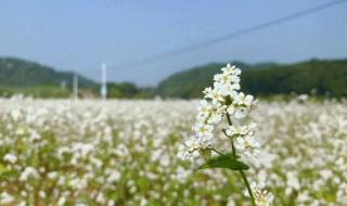 冬天荞麦花怎么养护 荞麦花好养吗