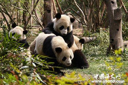 大熊猫怎么繁殖生育的_大熊猫繁殖方式能力和特点_中国历史网