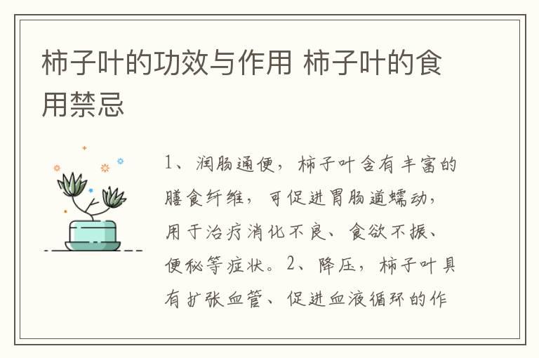 柿子叶的功效与作用 柿子叶的食用禁忌