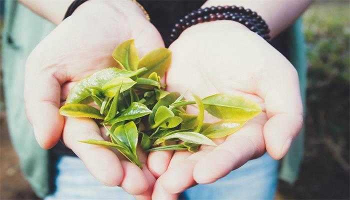 茉莉花茶是绿茶吗