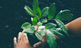 床头朝北能放什么植物，床头朝北能放什么植物风水好