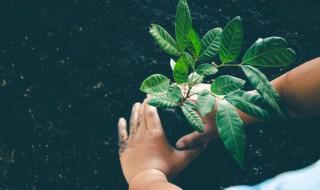 床头放什么植物好吗，床头边放什么植物好