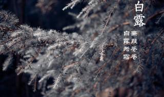 白露季节还能下海吗（白露的入海底）